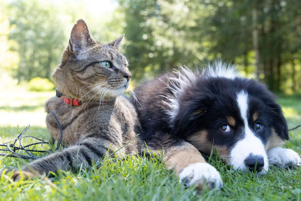 Pet accessories